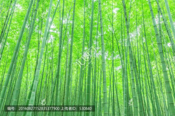 竹林,竹子