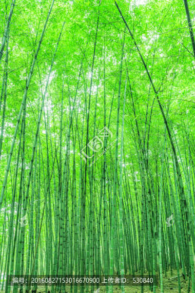 竹林,竹子
