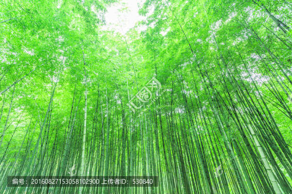 竹林,竹子