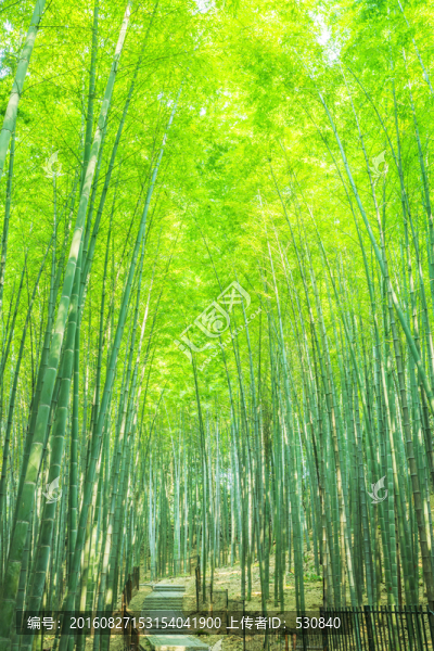 竹林,竹子