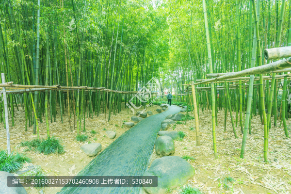 竹林,竹子