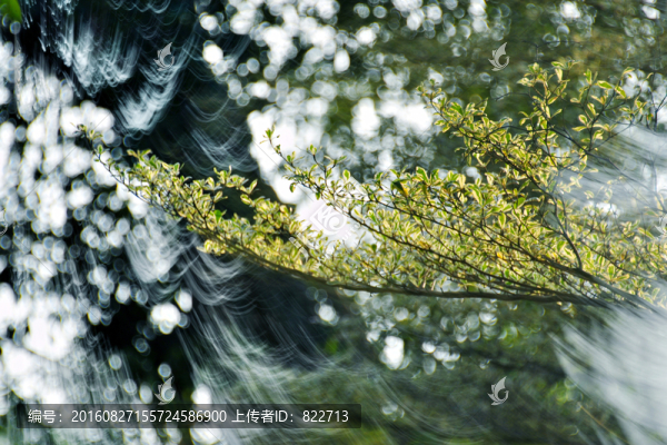 樹枝