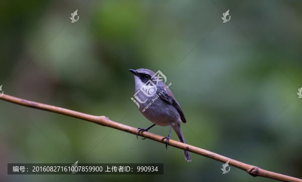 灰林鵖,小鳥