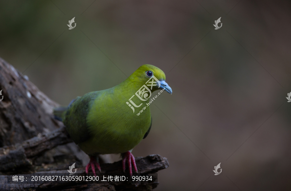 百花嶺,厚嘴綠鳩,綠鳩