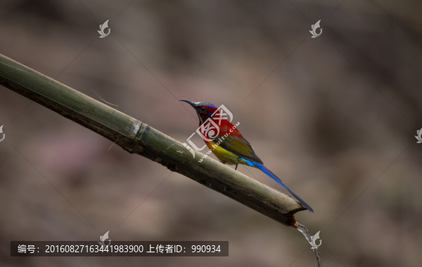 藍(lán)喉太陽鳥