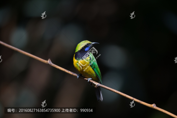 橙腹葉鵯,,小鳥(niǎo)