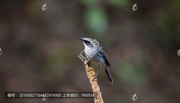 灰林鵖,小鳥