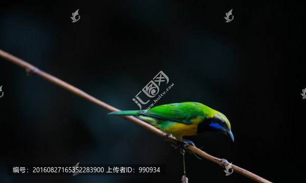 橙腹葉鵯,小鳥