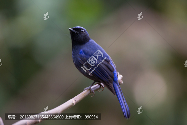 大仙鹟
