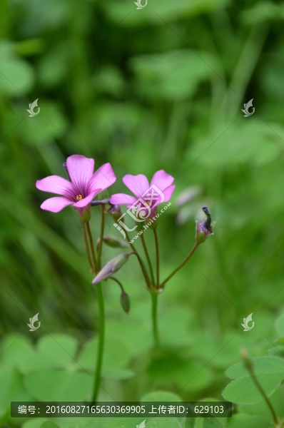 小紅花