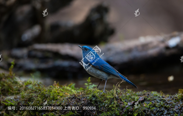 藍短翅鶇