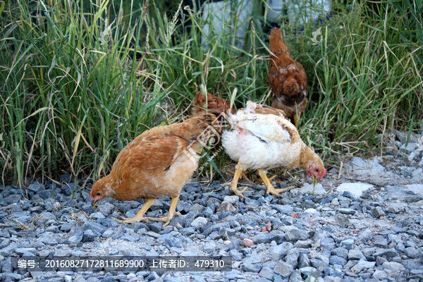 土雞,雞,草原雞,走地雞