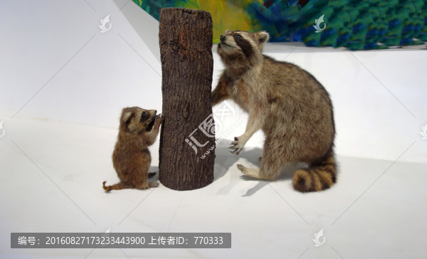 蓬尾浣熊,標(biāo)本