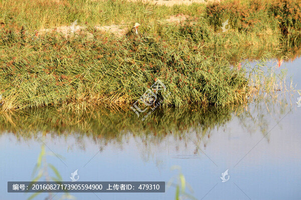 大慶,濕地,藍(lán)天