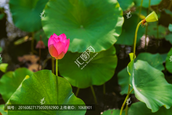 荷塘,荷花