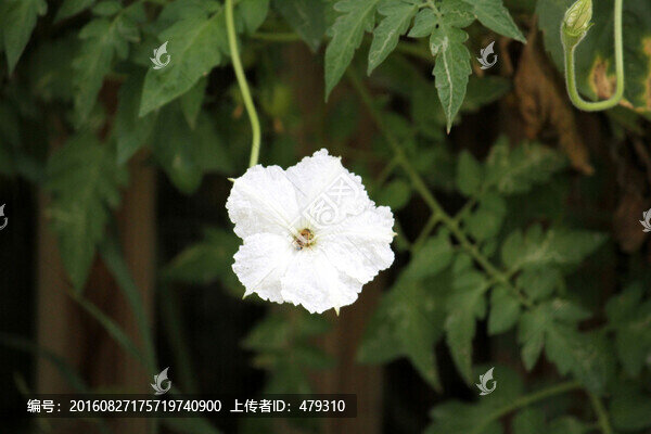 百花,鮮花,絲瓜花,花卉,花開