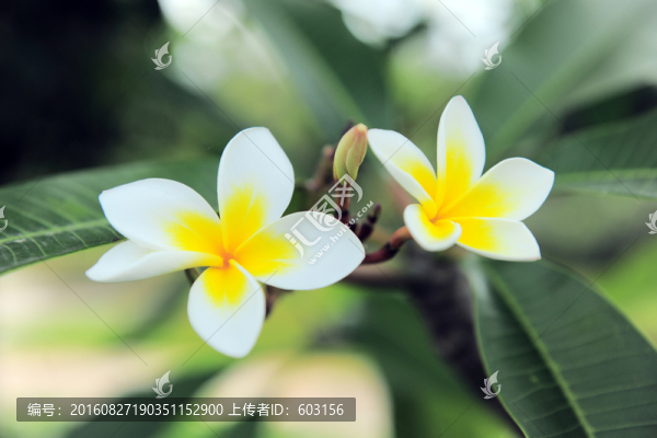 雞蛋花