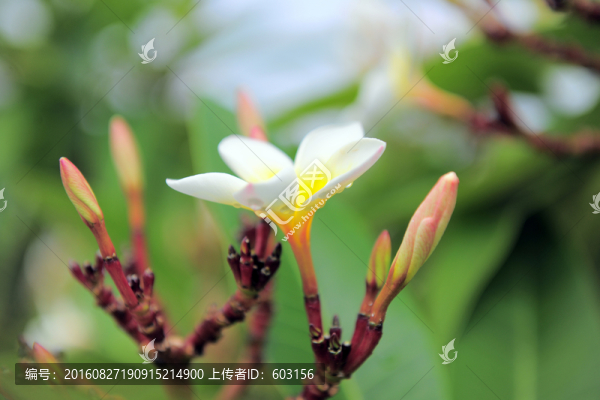 雞蛋花