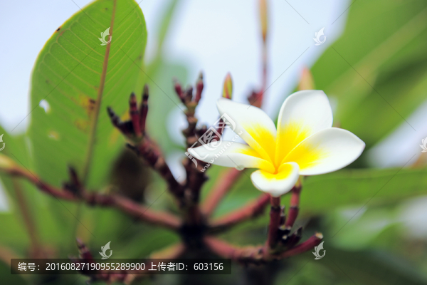 雞蛋花