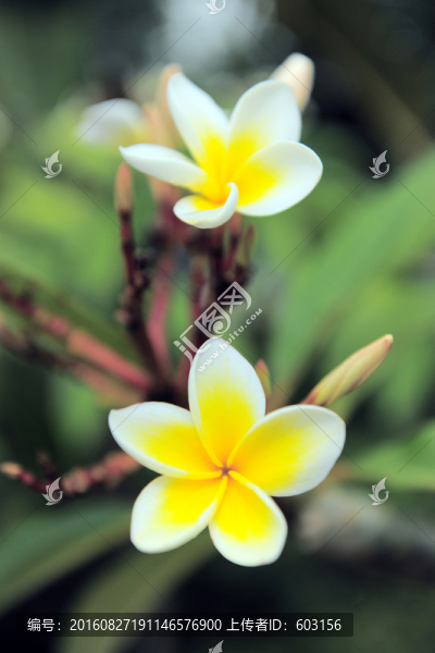 雞蛋花