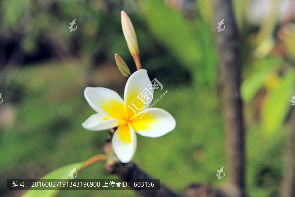 雞蛋花
