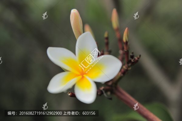 雞蛋花