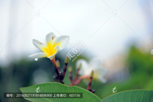 雞蛋花
