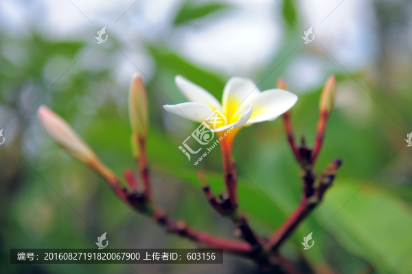 雞蛋花