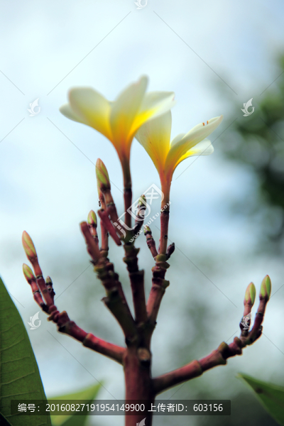 雞蛋花