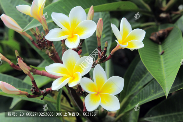 雞蛋花