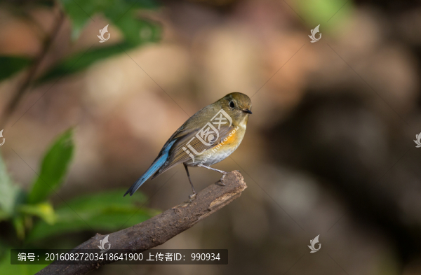 橙胸姬鹟,小鳥