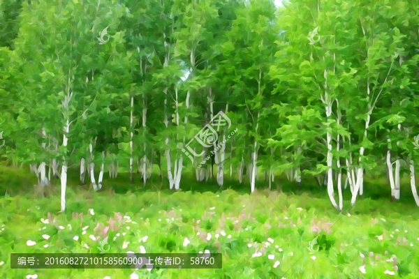 電腦畫,白樺林