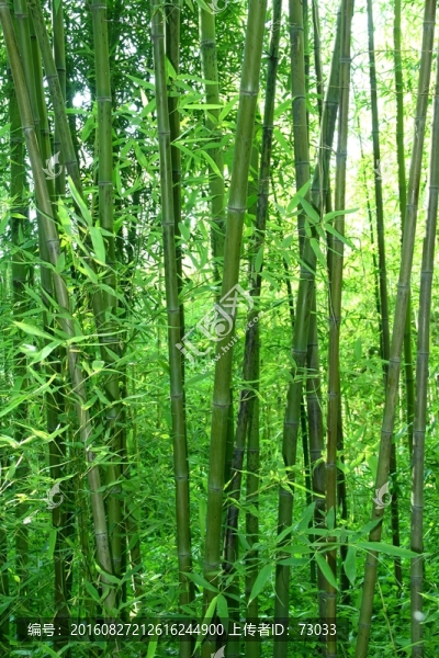 竹林