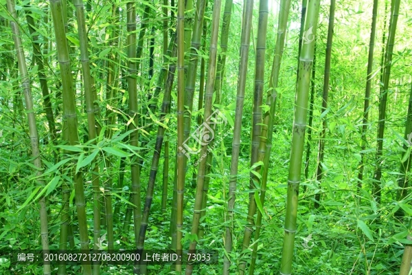 竹林