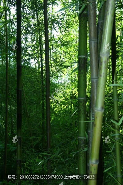 竹子