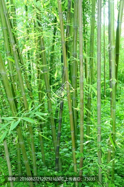竹子