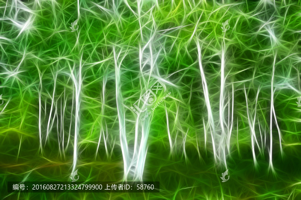電腦畫,白樺林