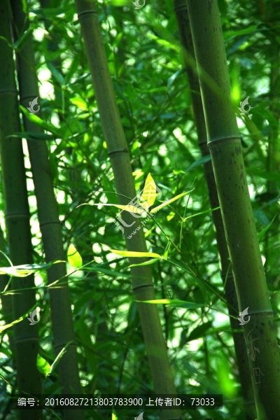 竹子