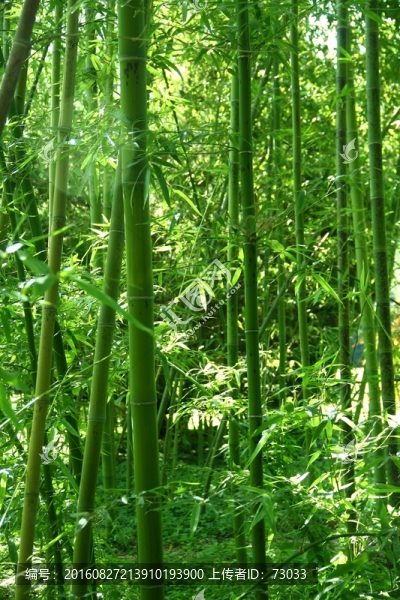 竹林