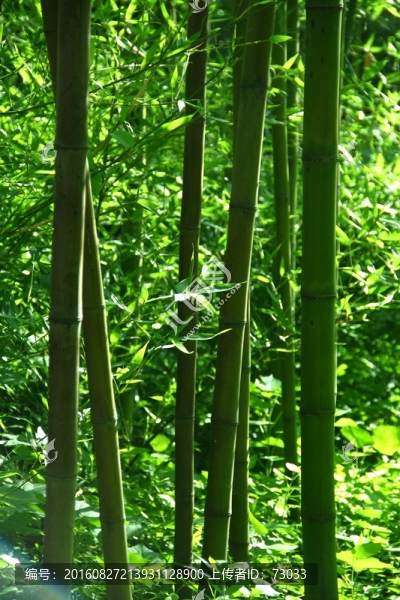 竹林