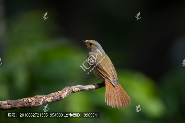 大仙鹟,林鳥(niǎo)