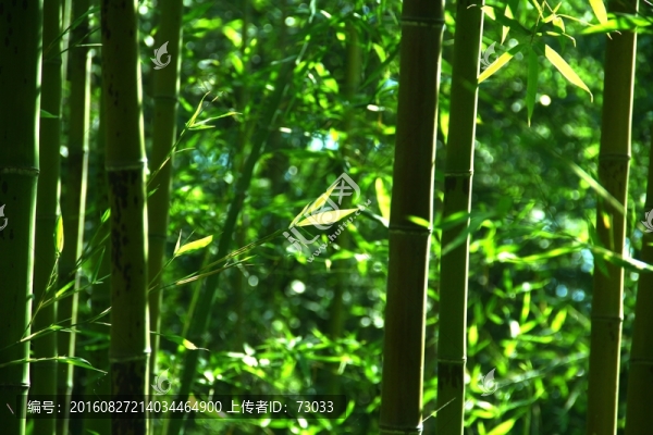 竹林