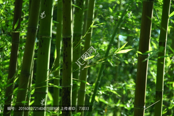 竹林