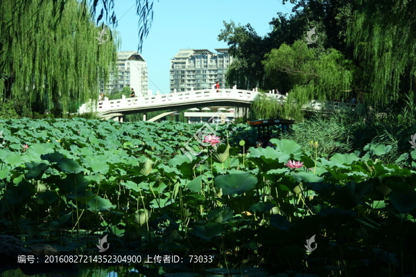 荷花池