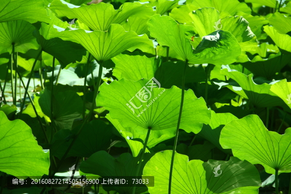 荷葉