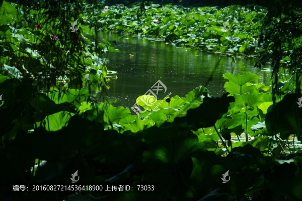 荷葉