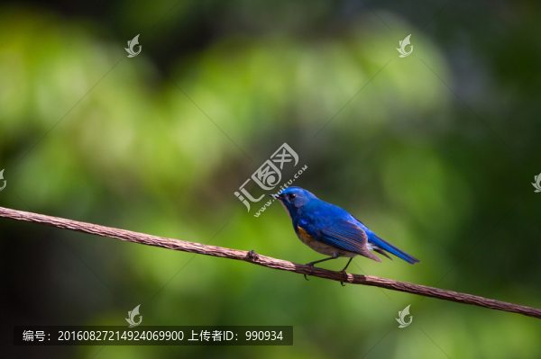 百花嶺,紅脅藍(lán)尾鴝