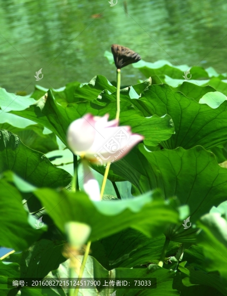 殘荷