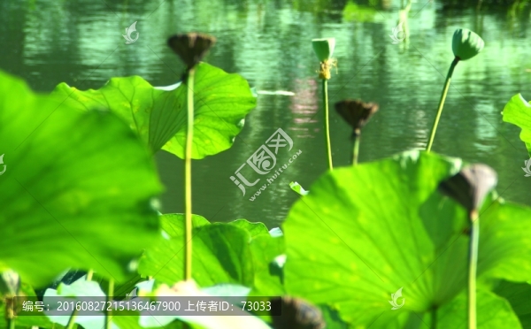 殘荷