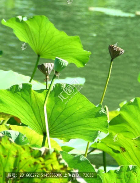 殘荷